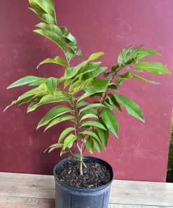 Sugar Apple in 10