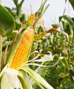 Sugar Buns Corn Seeds - Sweet Yellow Zea Mays Vegetable Seeds, 50 Count, Outdoor - Image 2