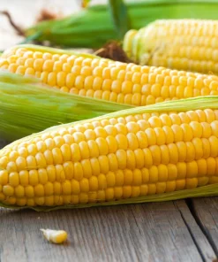 Sugar Buns Corn Seeds - Sweet Yellow Zea Mays Vegetable Seeds, 50 Count, Outdoor - Image 3