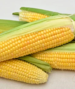 Sugar Buns Corn Seeds - Sweet Yellow Zea Mays Vegetable Seeds, 50 Count, Outdoor - Image 4
