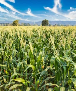 Sugar Buns Corn Seeds - Sweet Yellow Zea Mays Vegetable Seeds, 50 Count, Outdoor - Image 5