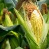 Sugar Buns Corn Seeds - Sweet Yellow Zea Mays Vegetable Seeds, 50 Count, Outdoor - Image 1