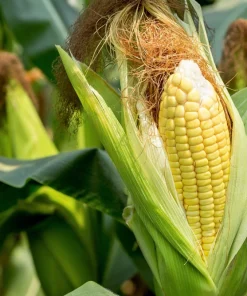 Sugar Buns Corn Seeds - Sweet Yellow Zea Mays Vegetable Seeds, 50 Count, Outdoor - Image 1