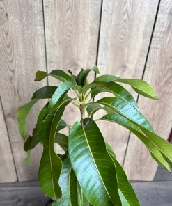 Sugar Loaf Mango Tree. grafted in 3 gallons pot, No Ship to HI - Image 2