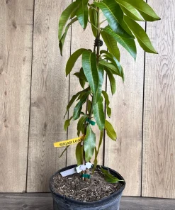 Sugar Loaf Mango Tree. grafted in 3 gallons pot, No Ship to HI - Image 3