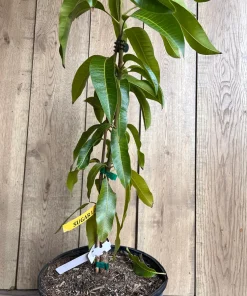 Sugar Loaf Mango Tree. grafted in 3 gallons pot, No Ship to HI - Image 4