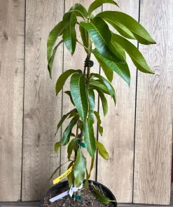 Sugar Loaf Mango Tree. grafted in 3 gallons pot, No Ship to HI - Image 5
