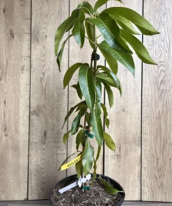 Sugar Loaf Mango Tree. grafted in 3 gallons pot, No Ship to HI - Image 6