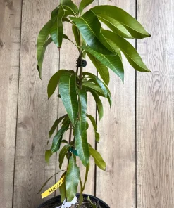 Sugar Loaf Mango Tree. grafted in 3 gallons pot, No Ship to HI - Image 7