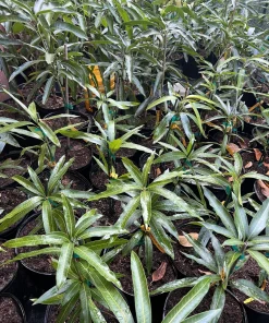 Sugar Loaf Mango Tree. grafted in 3 gallons pot, No Ship to HI - Image 8