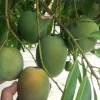 Sugar Loaf Mango Tree. grafted in 3 gallons pot, No Ship to HI - Image 1