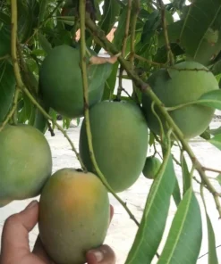 Sugar Loaf Mango Tree. grafted in 3 gallons pot, No Ship to HI - Image 1