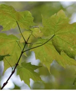 Sugar Maple Live Plant – Acer saccharum Tree – 1 Gallon Pot – 18-28" Tall - Image 2