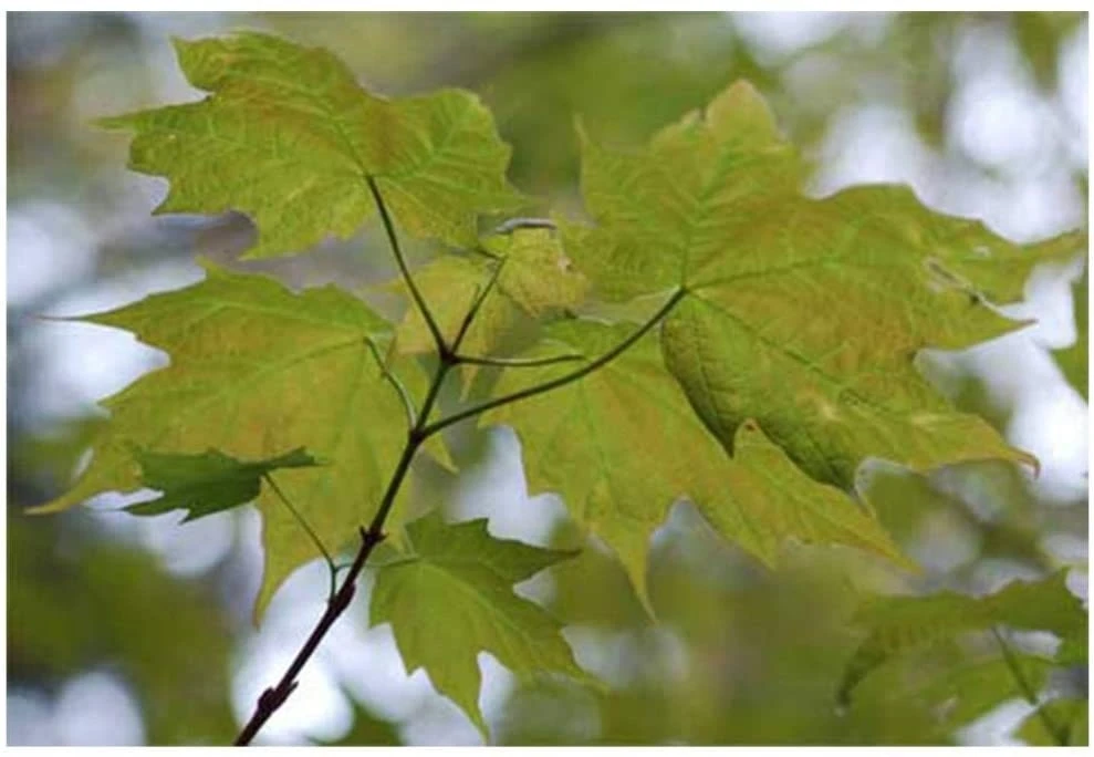 Sugar Maple Live Plant – Acer saccharum Tree – 1 Gallon Pot – 18-28" Tall - Image 2