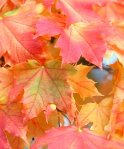 Sugar Maple Live Plant – Acer saccharum Tree – 1 Gallon Pot – 18-28