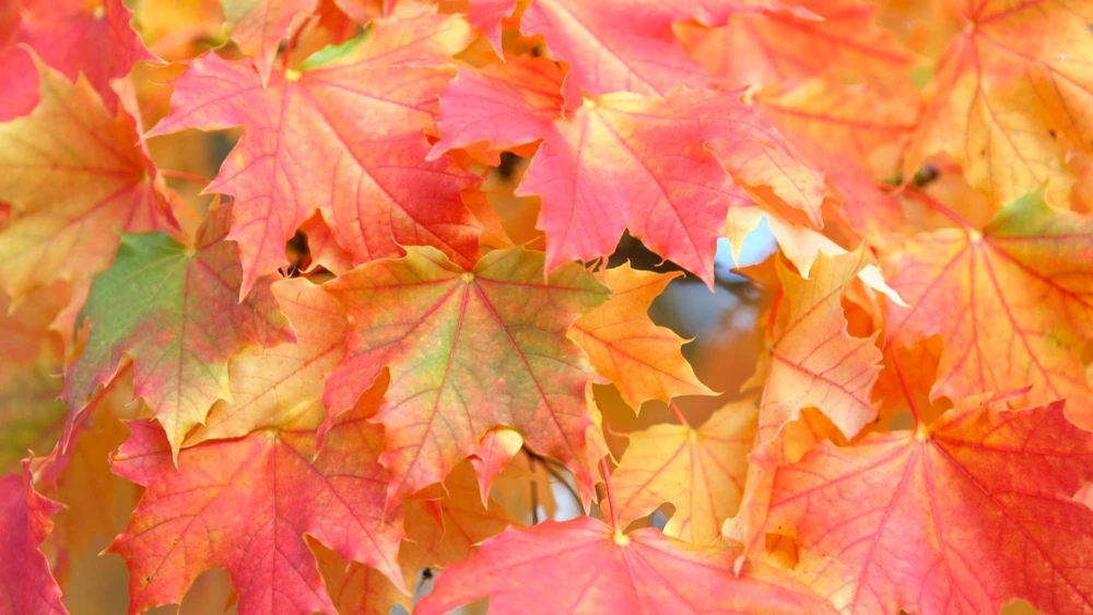 Sugar Maple Live Plant – Acer saccharum Tree – 1 Gallon Pot – 18-28" Tall - Image 3