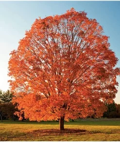 Sugar Maple Live Plant – Acer saccharum Tree – 1 Gallon Pot – 18-28