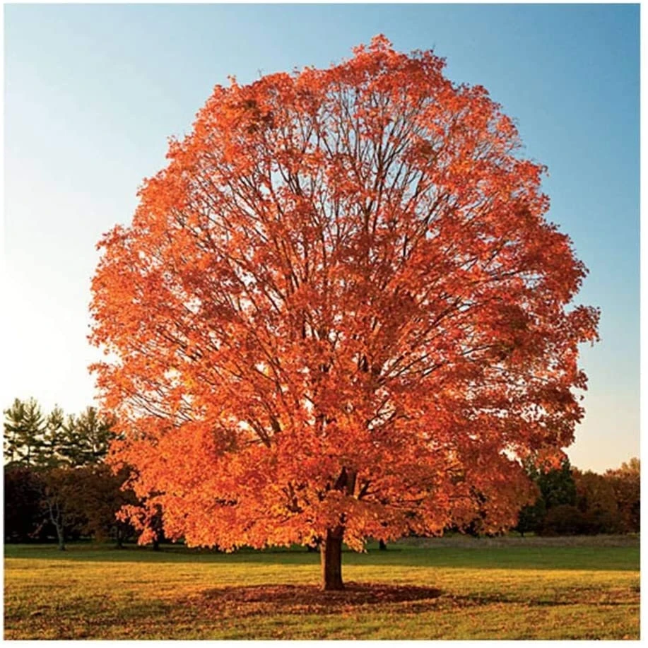 Sugar Maple Live Plant – Acer saccharum Tree – 1 Gallon Pot – 18-28" Tall - Image 1