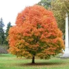 SUGAR MAPLE qt. pot - Image 1
