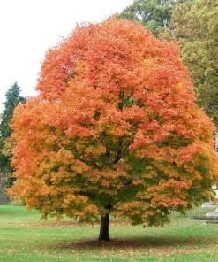 SUGAR MAPLE qt. pot - Image 1