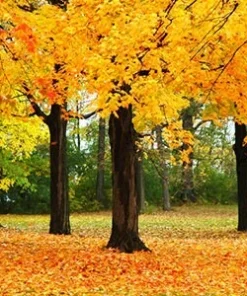 SUGAR MAPLE qt. pot - Image 2