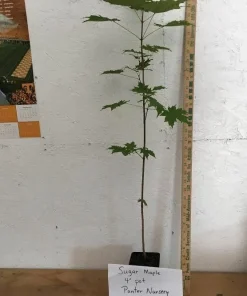 SUGAR MAPLE qt. pot - Image 3
