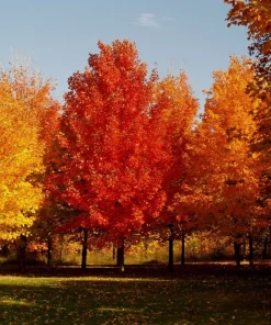 SUGAR MAPLE qt. pot - Image 4