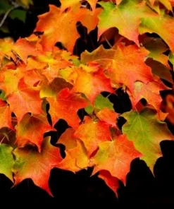 SUGAR MAPLE qt. pot - Image 5