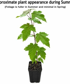 Sugar Maple Tree Live Plant - 10-16