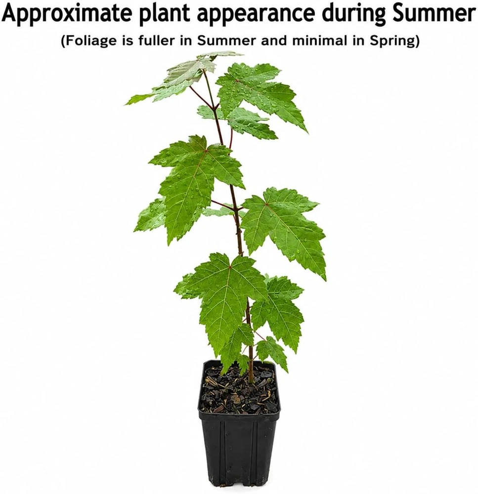 Sugar Maple Tree Live Plant - 10-16" Tall - Quart Pot - Fast-Growing Shade Tree - Image 2