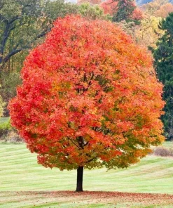 Sugar Maple Tree Live Plant - 10-16