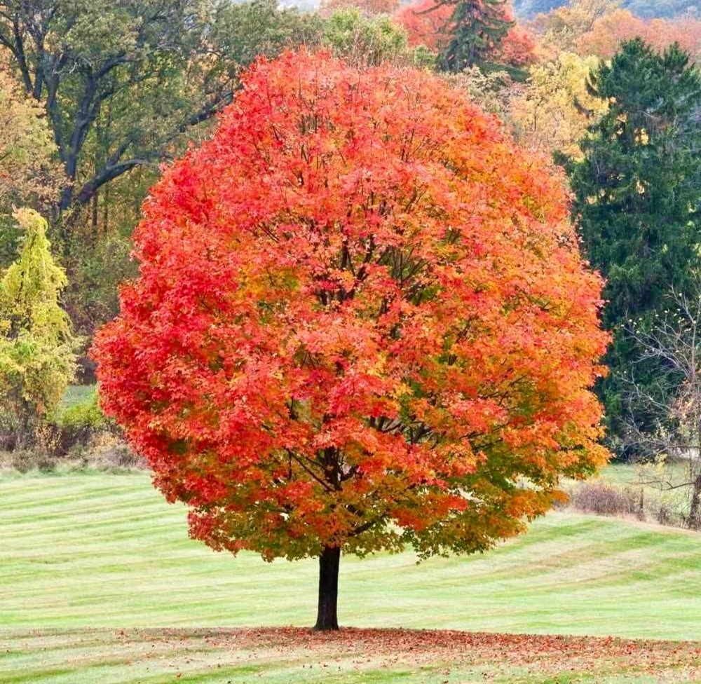 Sugar Maple Tree Live Plant - 10-16" Tall - Quart Pot - Fast-Growing Shade Tree - Image 4