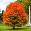 Sugar Maple Tree Live Plant - 10-16" Tall - Quart Pot - Fast-Growing Shade Tree - Image 1