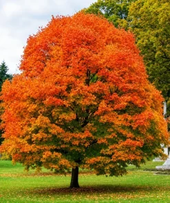 Sugar Maple Tree Live Plant - 10-16
