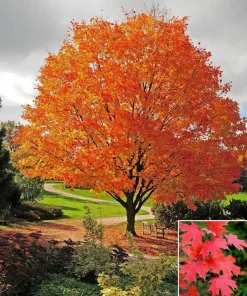 Sugar Maple Tree Live Plant - 10-16