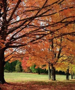 Sugar Maple Tree Live Plant - 10-16