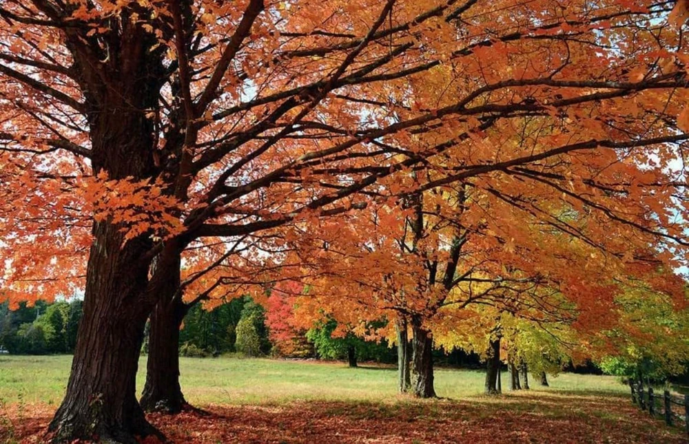 Sugar Maple Tree Live Plant - 10-16" Tall - Quart Pot - Fast-Growing Shade Tree - Image 6