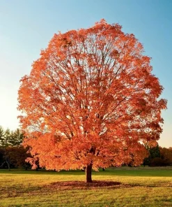 Sugar Maple Tree Live Plant - 10-16