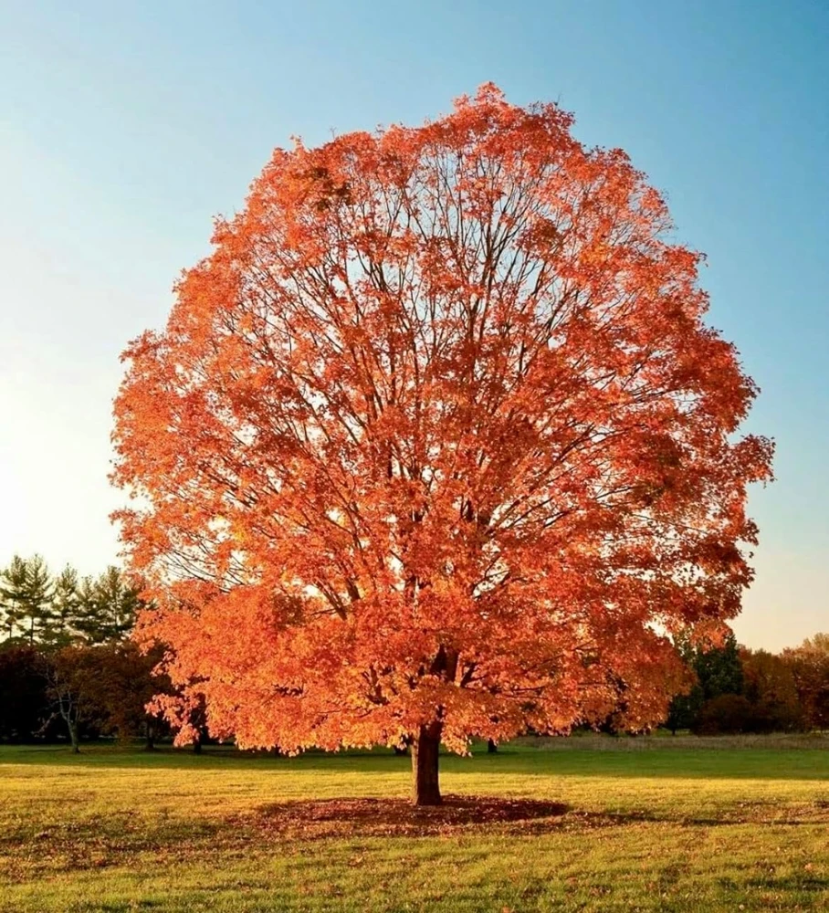 Sugar Maple Tree Live Plant - 10-16" Tall - Quart Pot - Fast-Growing Shade Tree - Image 7