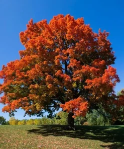 Sugar Maple Tree Live Plant - 10-16
