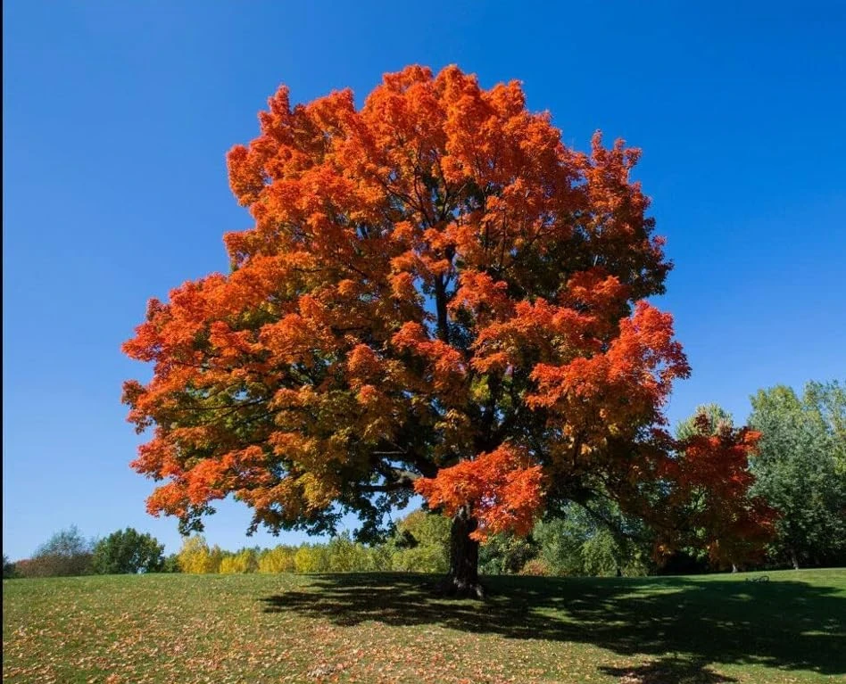 Sugar Maple Tree Live Plant - 10-16" Tall - Quart Pot - Fast-Growing Shade Tree - Image 8