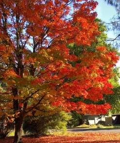 Sugar Maple Tree Live Plant - 10-16