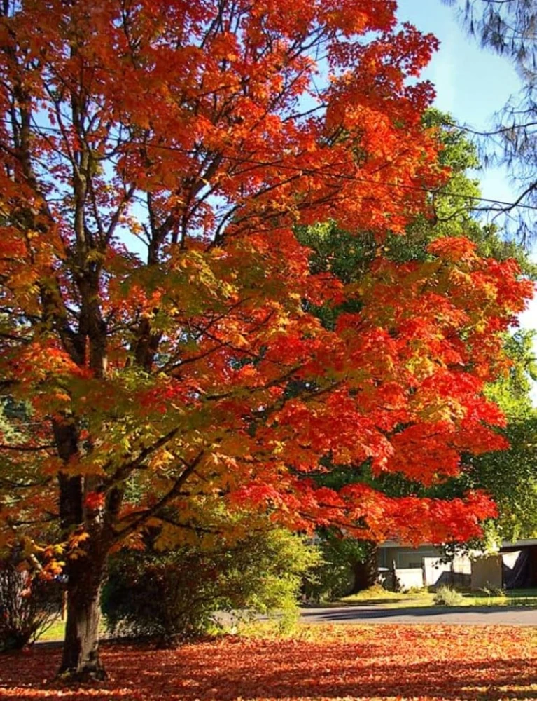 Sugar Maple Tree Live Plant - 10-16" Tall - Quart Pot - Fast-Growing Shade Tree - Image 9