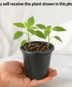 Sugar Rush Peach Pepper Live Plants - 2 Pack, 4-6 Inches Tall Seedlings for Home Garden - Image 3