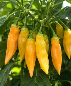 Sugar Rush Peach Pepper Live Plants - 2 Pack, 4-6 Inches Tall Seedlings for Home Garden - Image 4