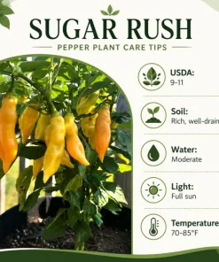 Sugar Rush Peach Pepper Live Plants - 2 Pack, 4-6 Inches Tall Seedlings for Home Garden - Image 6