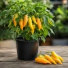 Sugar Rush Peach Pepper Live Plants - 2 Pack, 4-6 Inches Tall Seedlings for Home Garden - Image 1