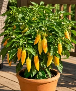 Sugar Rush Peach Pepper Live Plants - 2 Seedlings, 4-6 Inches Tall for Indoor/Outdoor Garden - Image 2