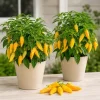 Sugar Rush Peach Pepper Live Plants - 2 Seedlings, 4-6 Inches Tall for Indoor/Outdoor Garden - Image 1