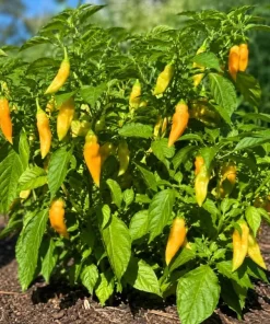 Sugar Rush Peach Pepper Live Plants - 2 Seedlings, 4-6 Inches Tall for Indoor/Outdoor Garden - Image 4